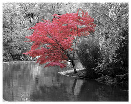 Fall Maple by Anon Wall Art Décor 11 1/2 x 14 1/2 Art Print