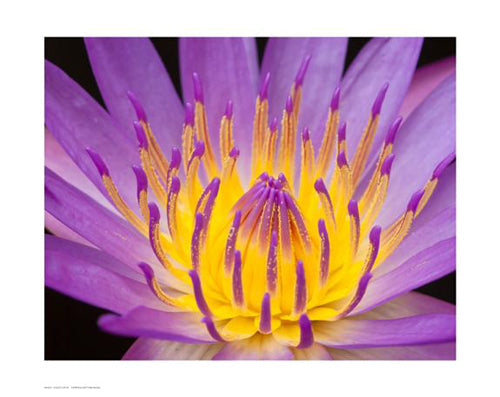 Framed Violet Lotus 13 ½ x 17