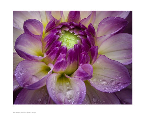 Framed Dahlia Close Up by Dennis Frates | 13 ½ x 17