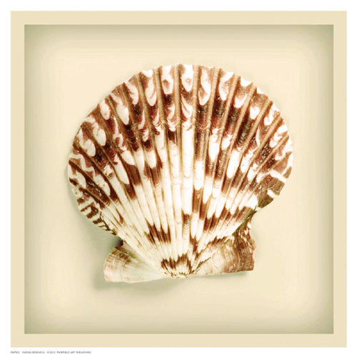 Framed Radial Seashell 8 1/2 x 8 1/2