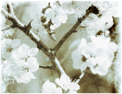 Framed White Blossoms in Sepia II 14 x 18 1/4