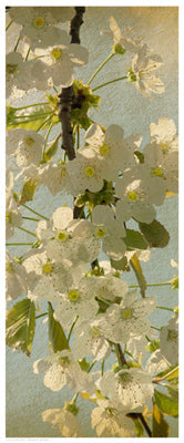 Framed Spring Bloom 20 1/2 x 8 1/2
