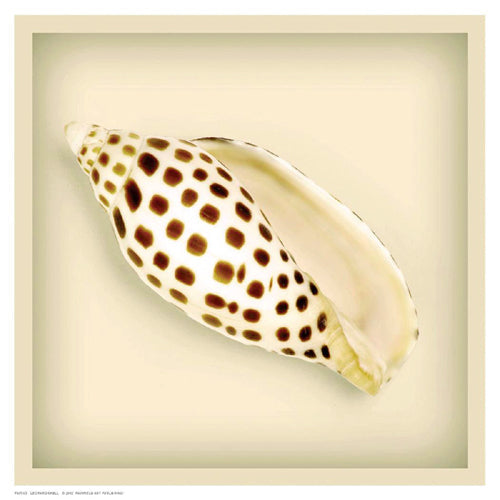 Framed Leopard Shell 8 1/2 x 8 1/2