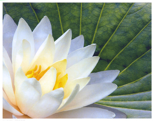 Lotus in Sunlight by Anon Wall Art Décor 11 ½ x 14 ½ Art Print