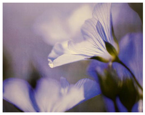 Framed Purple Petals 11 ½ x 14 ½