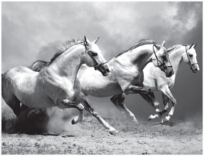 White Stallions II by Anon Wall Art Décor 14 x 18 1/4 Art Print