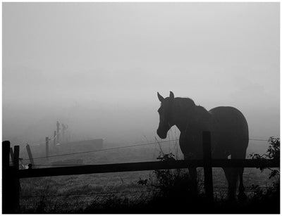 Grazing in the Mist II by Anon Wall Art Décor 14 x 18 1/4 Art Print