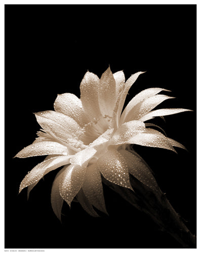 Framed Dewdrops II by B. Zywucki | 14 1/2 x 11 1/2