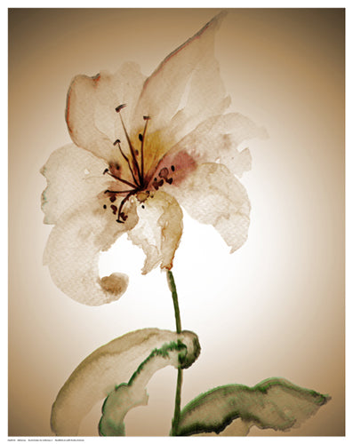 Framed Blossom in Sienna II by Regina | 14 1/2 x 11 1/2