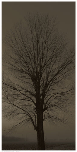 Framed Tree Silhouette 24 1/2 x 12 1/2