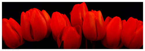 Framed Crimson Tulips by R. Crum | 6 1/2 x 18 1/2