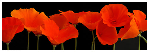 Vermilion Poppies by R. Crum Wall Art Décor 6 1/2 x 18 1/2 Art Print