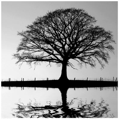 Shimmering Oak by Anon Wall Art Décor 24 1/2 x 24 1/2 Art Print