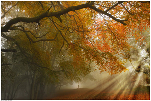 Sunburst Woods by Critchley Wall Art Décor 24 1/2 x 36 1/2 Art Print