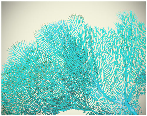 Teal Coral by Anon Wall Art Décor 22 1/2 x 28 1/2 Art Print