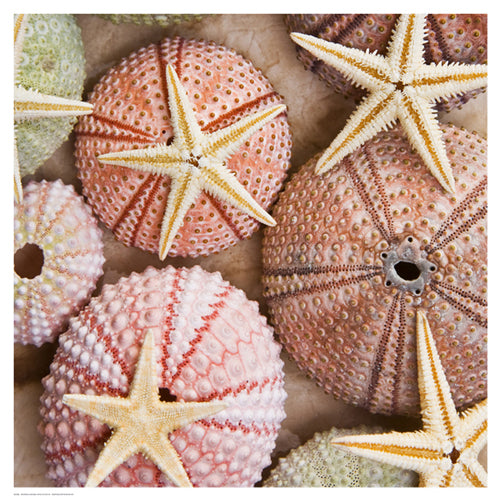 Framed Starfish & Sea Urchins by Bramwell | 18 1/2 x 18 1/2