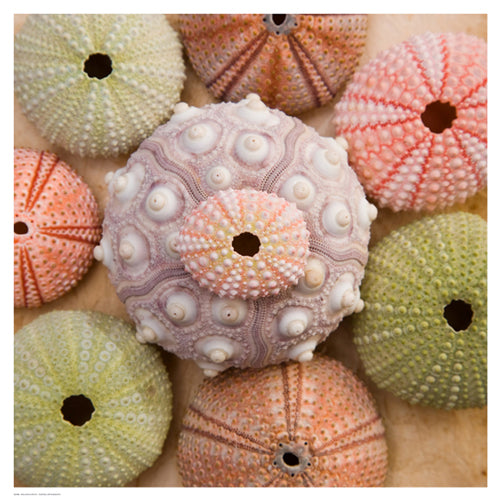 Framed Art Sea Urchin Group by Bramwell | 18 1/2 x 18 1/2