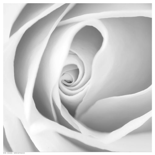 Framed Rose Swirl I 12 ½ x 12 ½