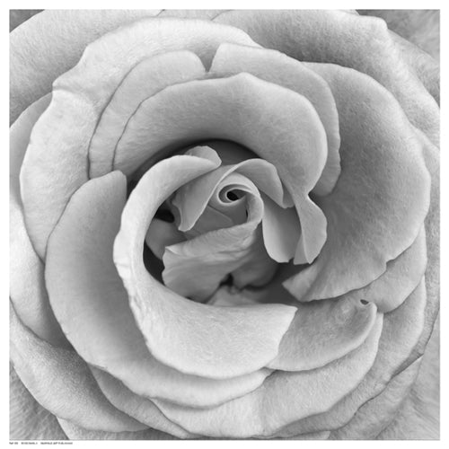 Framed Rose Swirl II 12 ½ x 12 ½