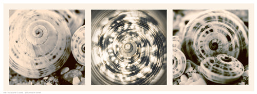 Framed Shell Collection by N. Lourens | 7 ½ x 20 ½