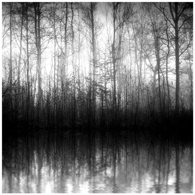 Forest Mist by Anon Wall Art Décor 24 1/2 x 24 1/2 Art Print