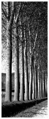 Oak Lane by Anon Wall Art Décor 20 1/2 x 8 1/2 Art Print