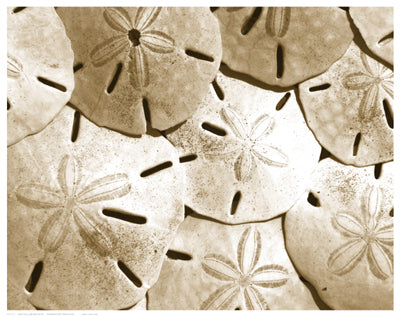 Sand Dollar Grouping by Anon Wall Art Décor 11 1/2 x 14 1/2 Art Print