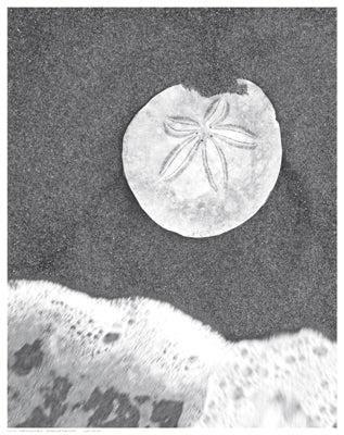 Sand Dollar and Surf by Anon Wall Art Décor 14 1/2 x 11 1/2 Art Print