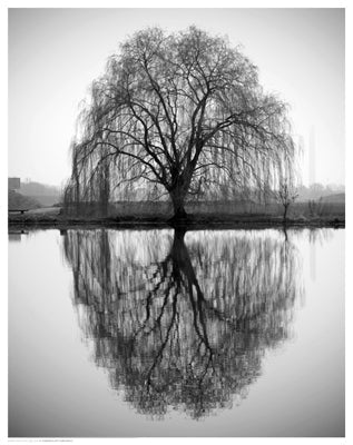 Framed Majestic Willow 14 1/2 x 11 1/2