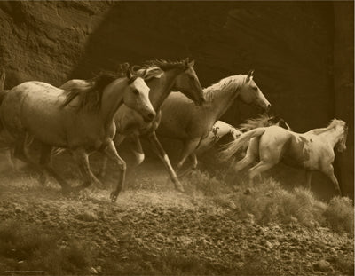 Framed Wild Horses I 14 x 18