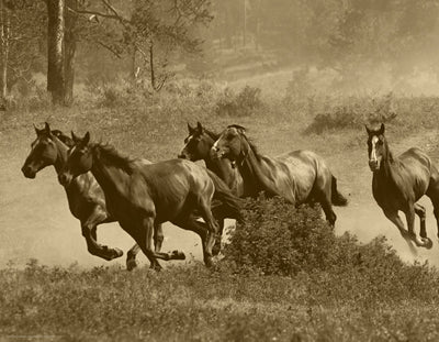 Framed Wild Horses II 14 x 18