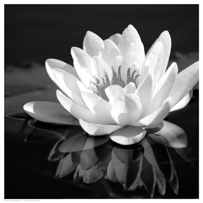 Crystal Reflection by Anon Wall Art Décor 12 1/2 x 12 1/2 Art Print