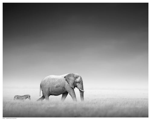 Framed Follow the Leader by Gerhardus | 11 ½ x 14 ½