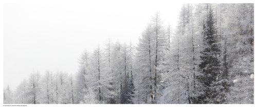 Framed Winter Pines by Mikhaylov | 8 ½ x 20 ½