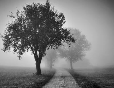 Trees on County Road by Anon Wall Art Décor 14 x 18 Art Print