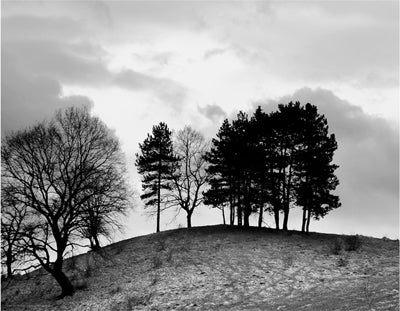 Trees on Hill by Anon Wall Art Décor 14 x 18 Art Print