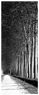 Oak Lane II by Anon Wall Art Décor 20 1/2 x 8 1/2 Art Print