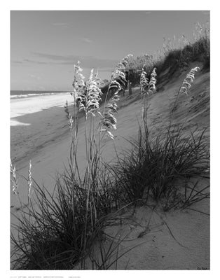 Sea Oat Sparkle by Eve Turek Wall Art Décor 14 x 11 Art Print