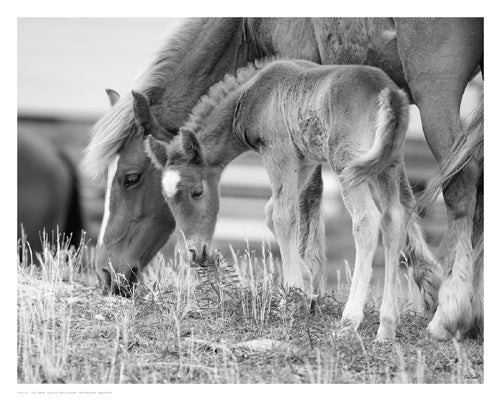 Framed Like Mother, Like Son by Eve Turek | 11 1/2 x 14 1/2