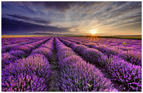 Lavender Sunrise by Anon Wall Art Décor 18 ½ x 28 ½ Art Print