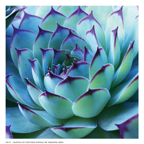 Colorful Cactus by Anon Wall Art Décor 6 ½ x 6 ½ Art Print