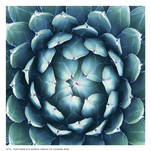 Framed Pianta Grassa by B. Barrillari | 6 ½ x 6 ½