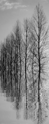 Reflections II by Anon Wall Art Décor 20 1/2 x 8 1/2 Art Print