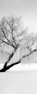 Solitude by Anon Wall Art Décor 20 x 8 Art Print