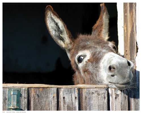 Who’s There? by Hawlan Wall Art Décor 11 ½ x 14 ½ Art Print