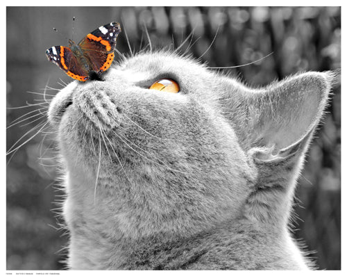 Butterfly on Nose by Anon Wall Art Décor 11 ½ x 14 ½ Art Print