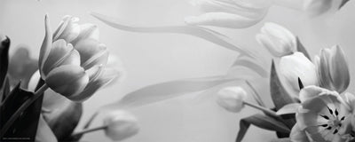 Tulip Fantasy I by Anon Wall Art Décor 8 x 20 Art Print