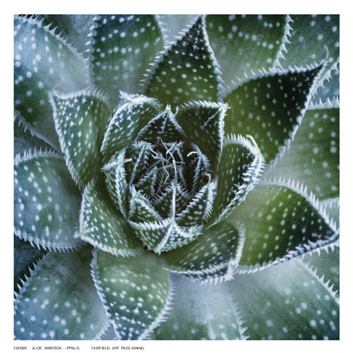 Framed Aloe Aristata by Ppalis | 6 ½ x 6 ½