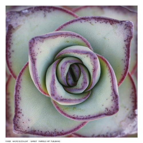 Framed Macro Succulent by Garsot | 6 ½ x 6 ½