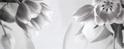 Framed Tulip Fantasy II 8 x 20